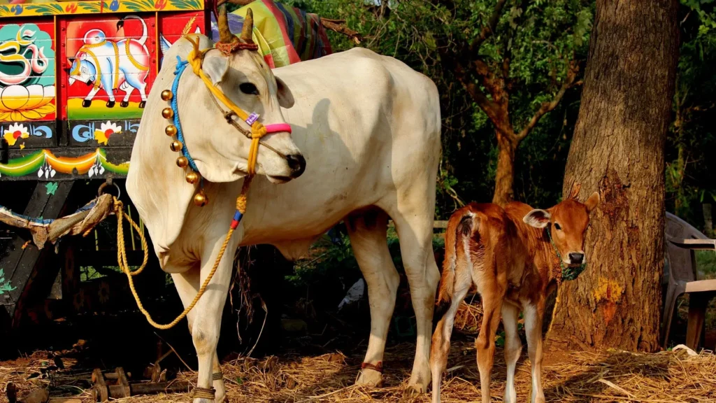 NON VEG Milk